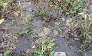 परभणी जिल्हयात ओला दुष्काळ जाहीर करा …